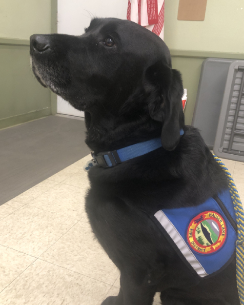 Estes, the Service Dog